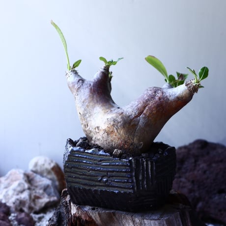 パキポディウム   デンシ フローラム  Pachypodium densiflorum no.61607