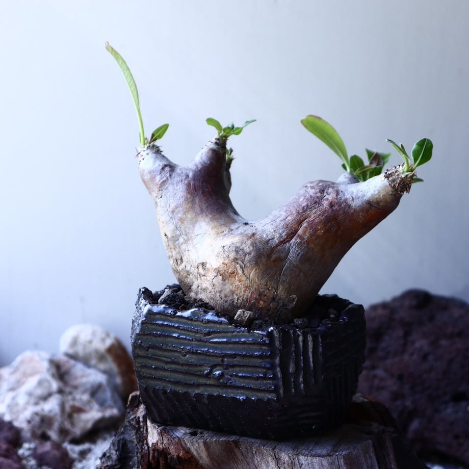 5d04bbd3054c24346cfacbeb