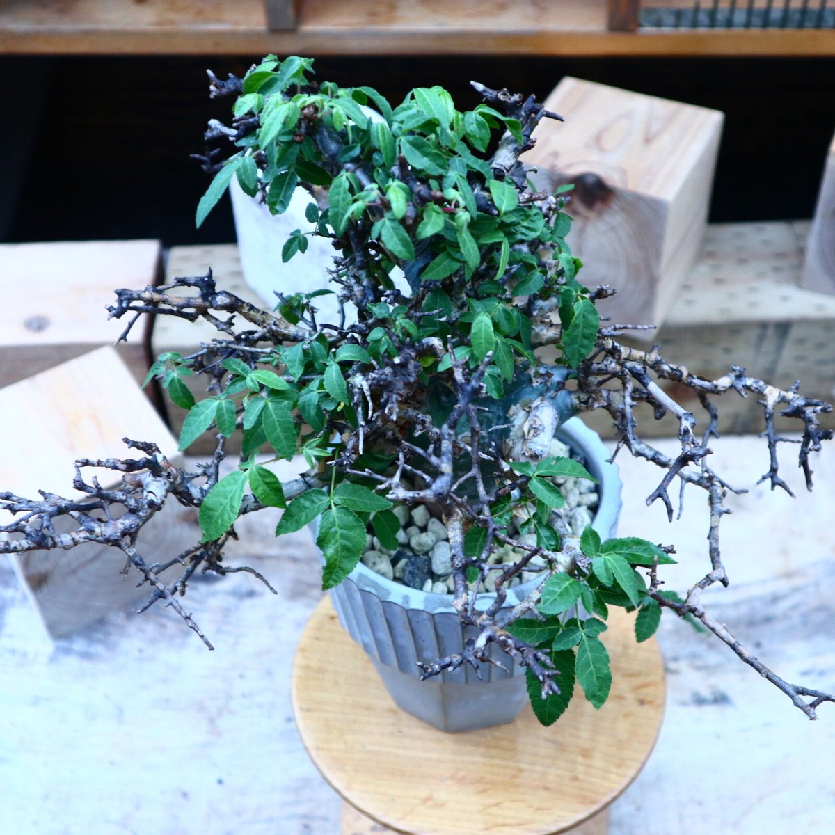 コミフォラ エミニー　Commiphora eminii 極上樹形　鉢30cm コミフォラ エミニー Commiphora eminii 極上樹形 鉢30cm
