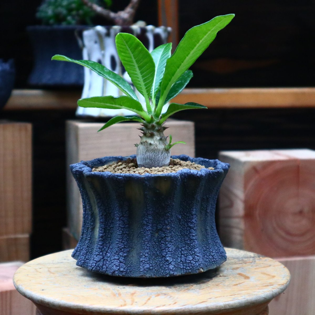 パキポディウム ウィンゾリー実生／Pachypodium baronii var