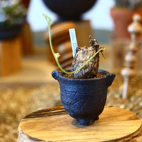 Pelargonium triste × joint pot   no.123118