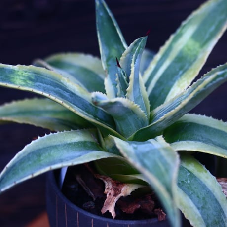 アガベ  コーネリアス    Agave americana 'Cornelius'     no.30615
