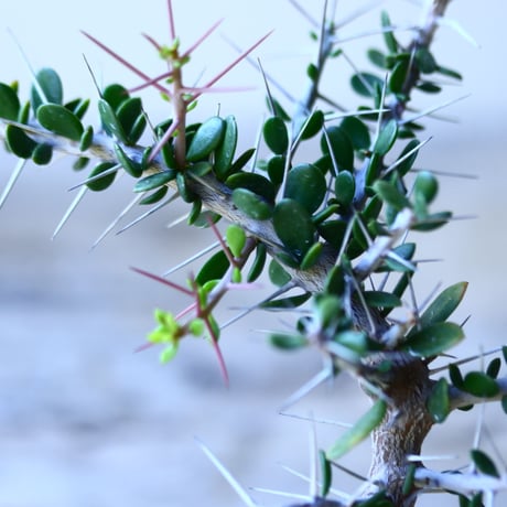 アローディア コモサ　 Alluaudia comosa   no.110807