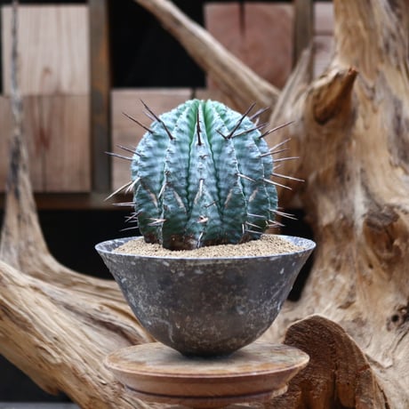ユーフォルビア  ホリダ / Euphorbia  horrida     no.30524