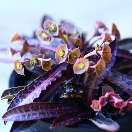 ユーフォルビア  フランコイシー   Euphorbia francoisii   no.110810