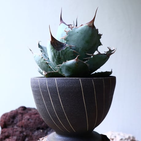 アガベ   チタノタ 〝アイス ブルー〟 Agave  titanota  ice blue   no.71443