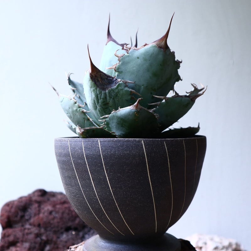 アガベ チタノタ 〝アイス ブルー〟 Agave titanota ice blue