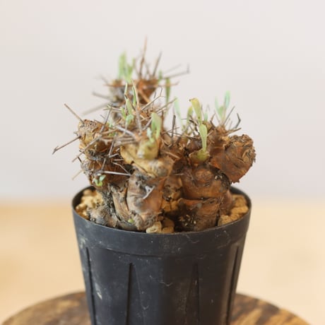 Othonna euphorbioides   no.921-6