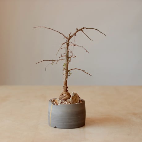 Operculicarya decaryi × N/OH (3.5号)  no.125/19
