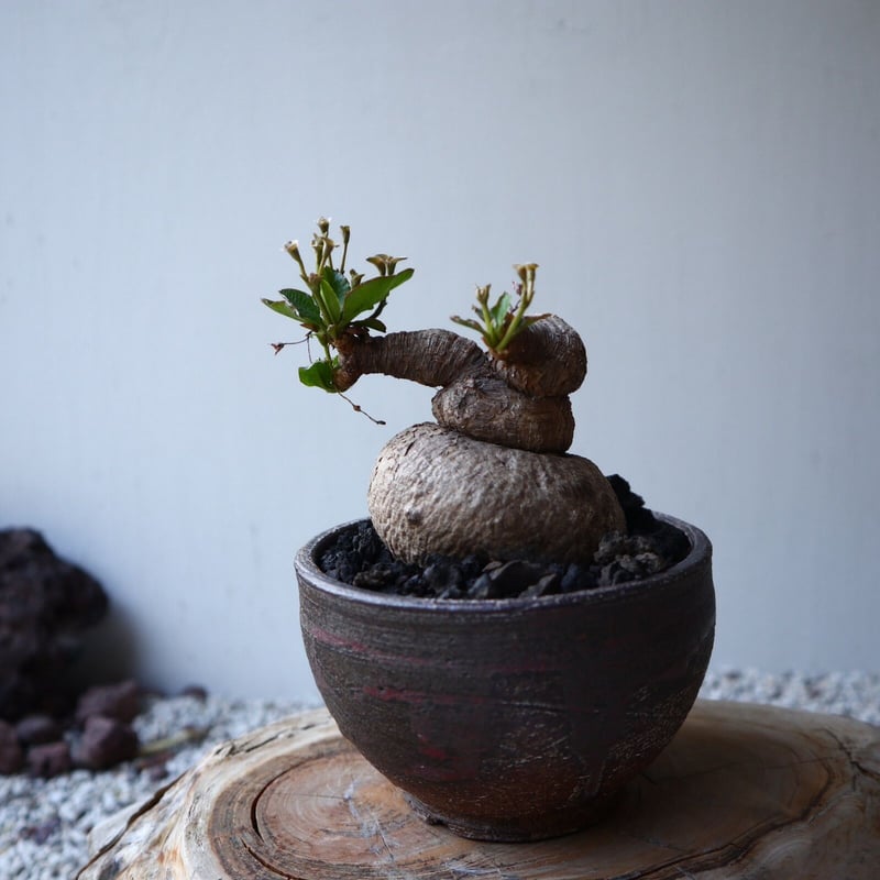 ユーフォルビア ラノヒラ ラノイラ 良型 現地球 発根済み ユーフォルビア ラノイラ Euphorbia.sp nova Ranohira no