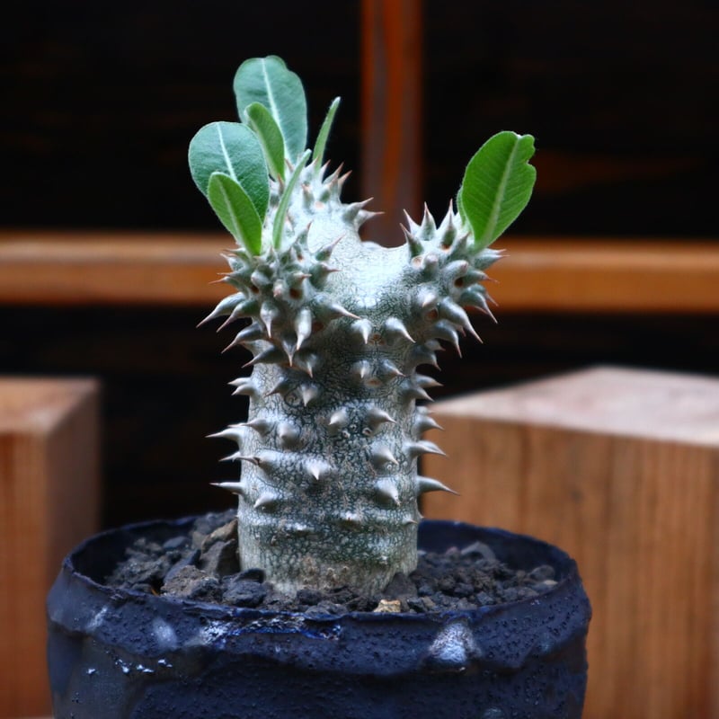 パキポディウム sp 【公式通販】