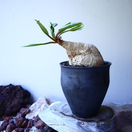 ユーフォルビア  プリムリフォリア  Euphorbia primulifolia  no.52618