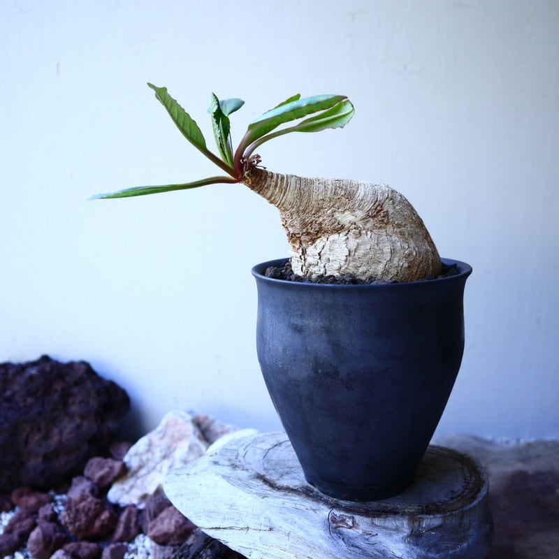 【現地球／管理良好】ユーフォルビア　プリムリフォリアODDROOTS管理株 現地球／管理良好】ユーフォルビア プリムリフォリアODDROOTS管理株