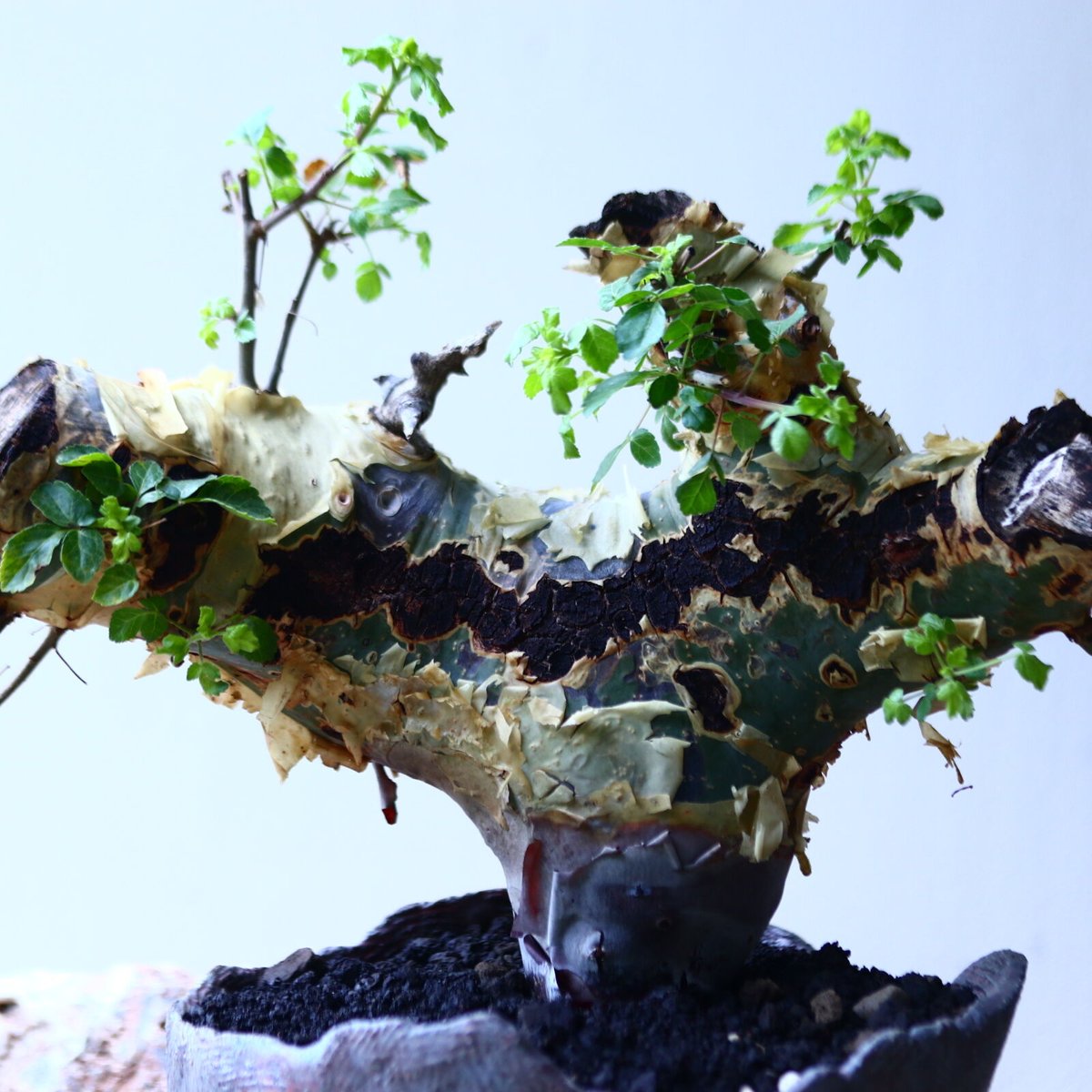 コミフォラ カタフ v.ターカネンシス Commiphora kataf ver.tu