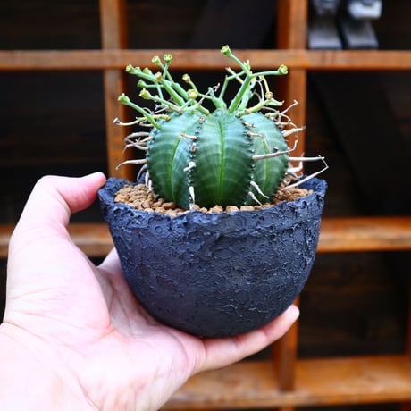ユーフォルビア  バリダ♂／Euphorbia valida    no.60554
