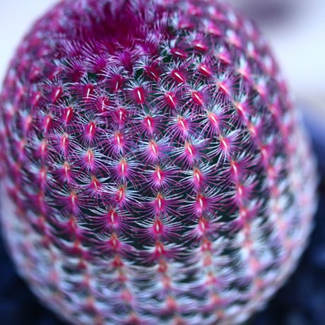 エキノセレウス  ルブリスピヌス   紫太陽      Echinocereus rigidissimus var. rubrispinus     no.32127