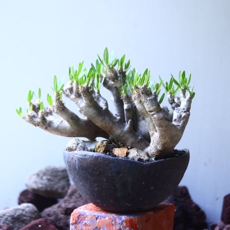 パキポディウム ブレビカリックス     Pachypodium densiflorum var. brevicalyx    no.53105