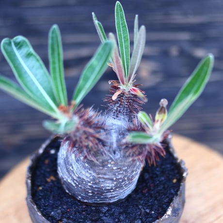 パキポディウム  グラキリス   Pachypodium  gracilius       no.30705