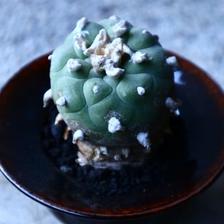 ロフォフォラ   ディフューサ　翠冠玉  Lophophora diffusa 　no.121511