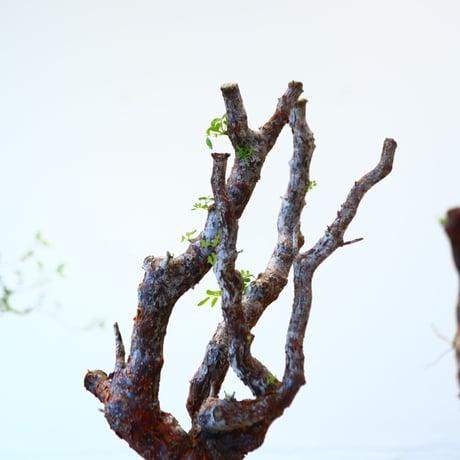 コミフォラ モンストローサ / Commiphora monstrosa   no.62507
