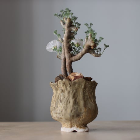 Sarcocaulon multifidum × Virginija Klisevicivte / PLANETX (4号)  no.511/9
