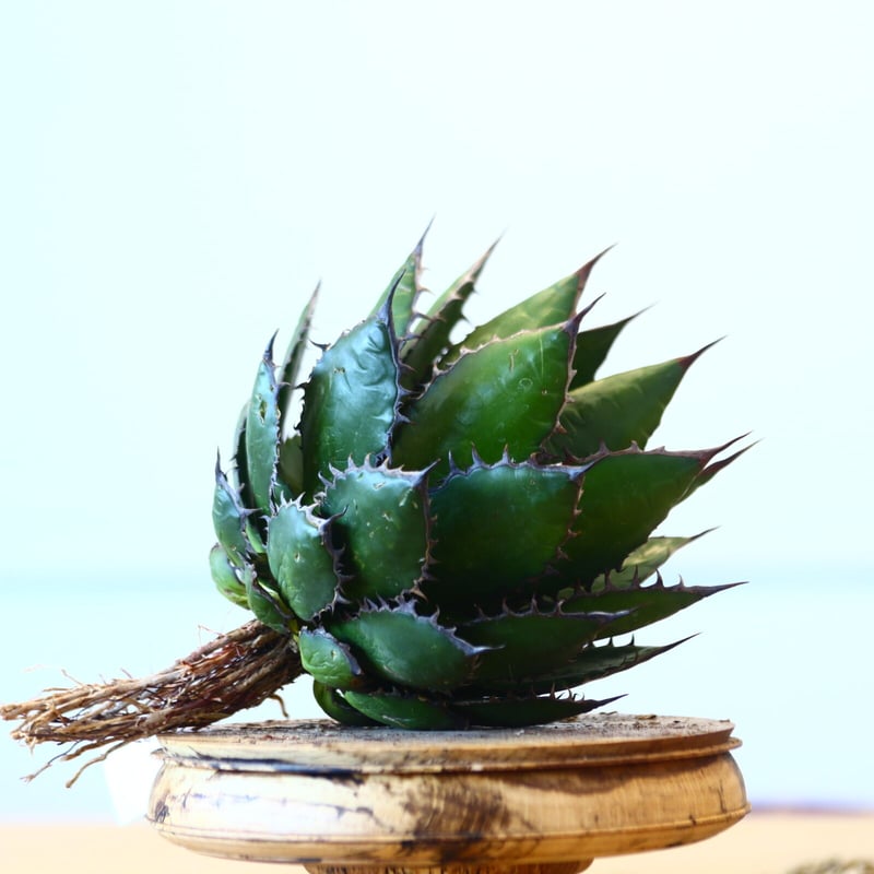 アガベホリダ極上株　Agave horrida No.AHRD015 アガベホリダ極上株 Agave horrida No.AHRD015 Agave