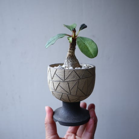ユーフォルビア   ラメナ    Euphorbia ramena   no.122213