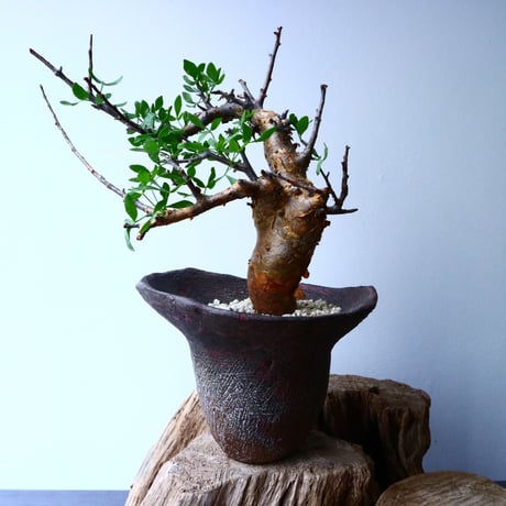 コミフォラ フォリアセア  Commiphora foliacea   No.050