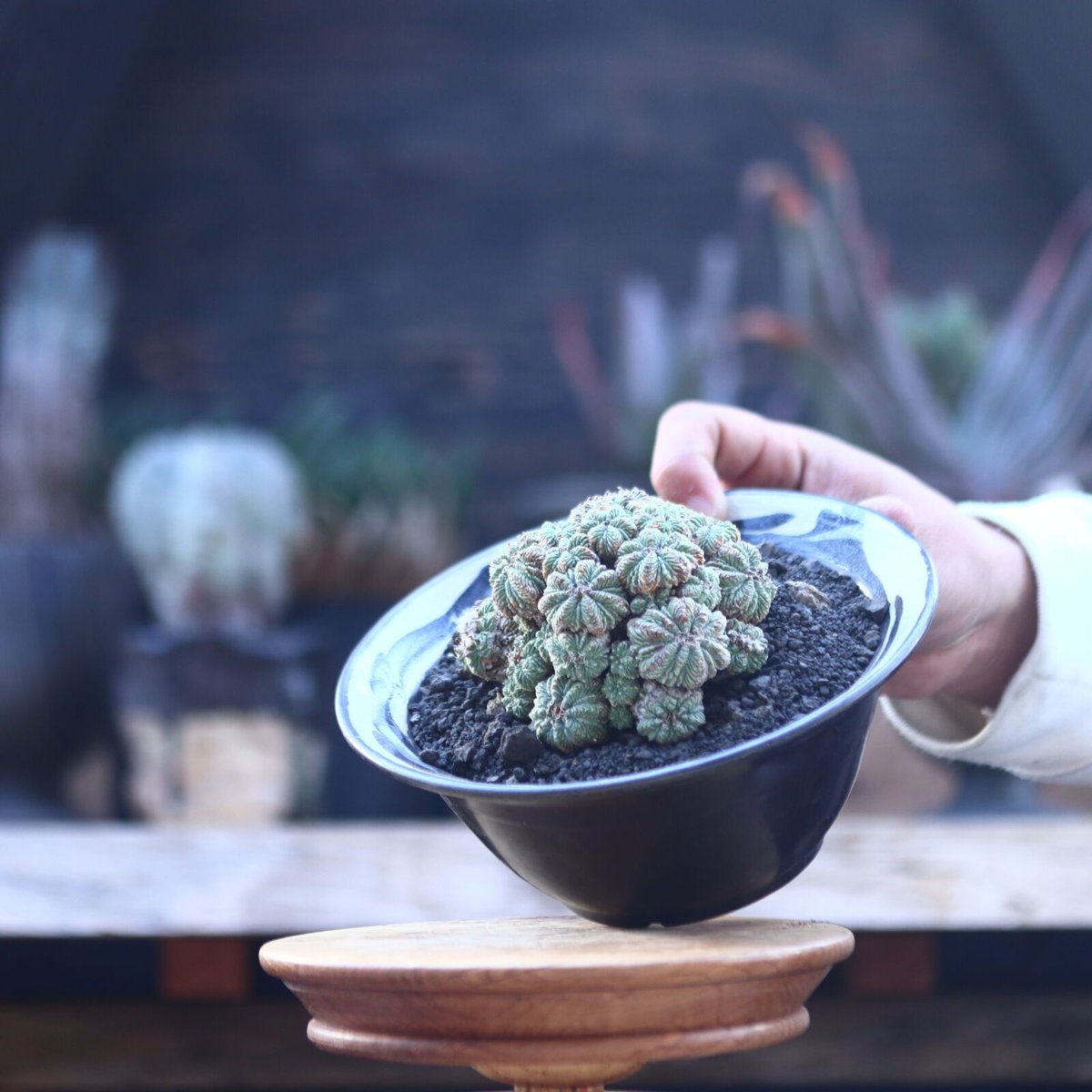 アズテキウムリッテリ'輸入球' 花籠 群生 自根Aztekium ritteri Aztekium ritteri 'Valdezii'【アズテキウム・紅籠・接木