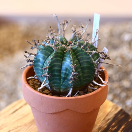 YAMABACHI × Euphorbia valida   no.102265