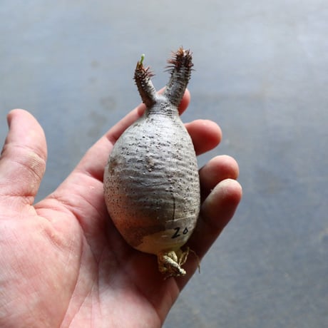 パキポディウム グラキリス 抜苗  Pachypodium rosulatum var. gracilius no.92920