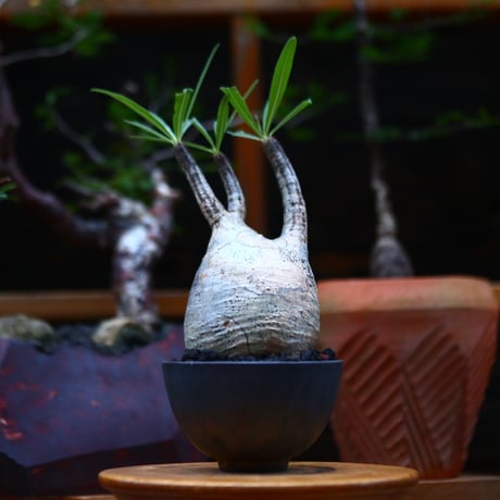 パキポディウム  グラキリス ／Pachypodium  gracilius     no.101038