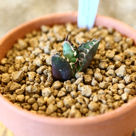 【9/9入荷未発根未活着ベアルート植込み】 Agave titanota redcat weezle.   no.91767