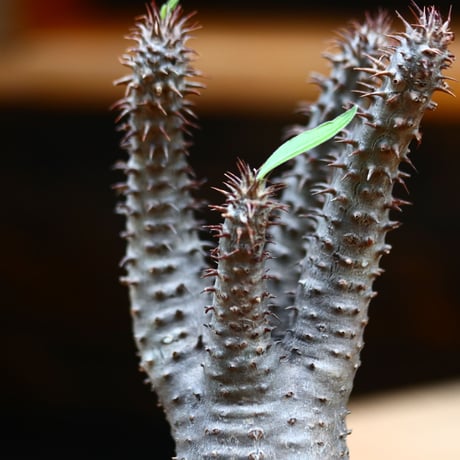 パキポディウム  マカイエンセ／Pachypodium Makayense       no.91955