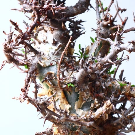 コミフォラ　エミニー　 Commiphora eminii    no.72126