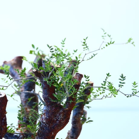 コミフォラ モンストローサ / Commiphora monstrosa   no.62502