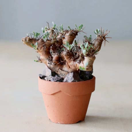 オトンナ | STORES