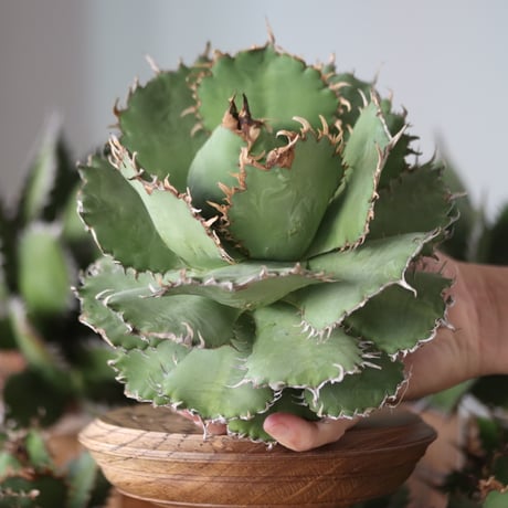 U.S. filigree (Agave titanota filigree) / Style of Chika　no.1130-1
