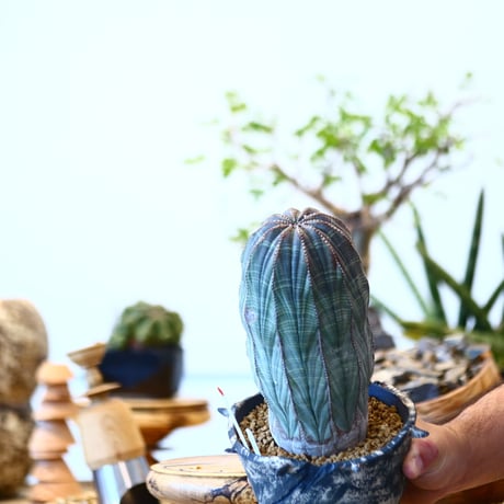Euphorbia obesa × SPECIMEN LAB ＿ OOPARTS ＿  no.91737