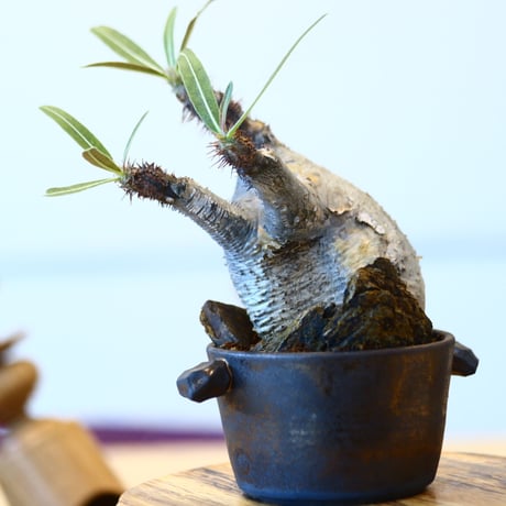 N/OH × Pachypodium  gracilius    no.61837