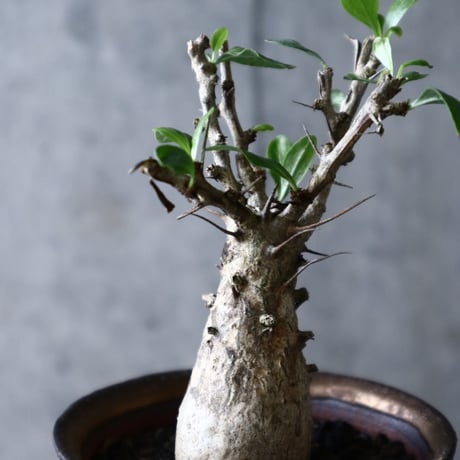 フォークイエリア   コルムナリス     Fouquieria columnari   no.006