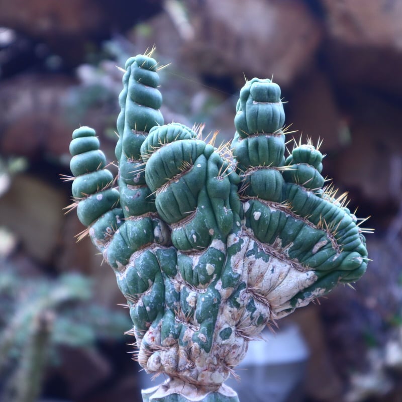 ユーリキニア カスタネア スピラリス 綴化 接木 Eulychnia casta