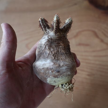 パキポディウム グラキリス Pachypodium rosulatum var. gracilius no.630PG9