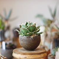 Agave titanota filigree × takero pot (3.5号)  no.1214/20
