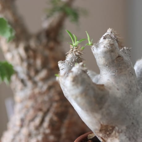 Pachypodium densiflorum var. brevicalyx × N/OH     no.51232