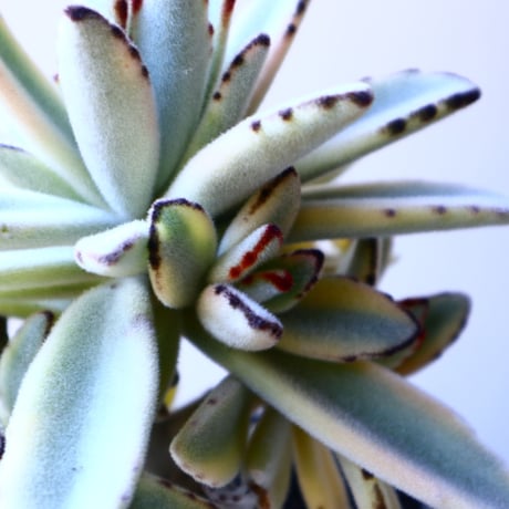 カランコエ  トメントーサ　月兎耳  斑入り   Kalanchoe   tomentosa  no.11917