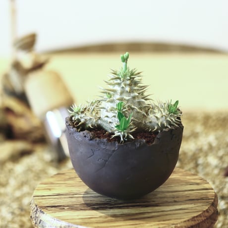 パキポディウム  恵比寿大黒 / Pachypodium  Densicaule    no.52116