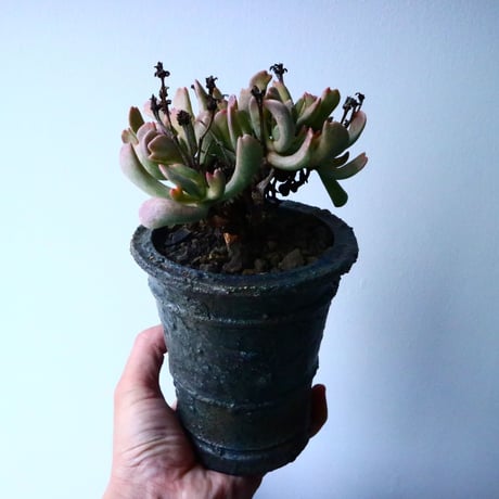 ロンボフィルム 扶刀乱麻  白班Rhombopyllum nelii f  variegata. No.022