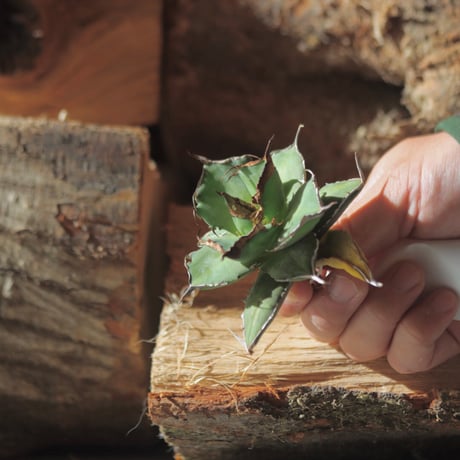 U.S. flame (Agave titanota flame) / Style of Chika　no.1203-20