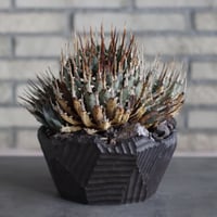 Agave uthaensis var. eborispina  × N/OH (7.5号)  no.510/12